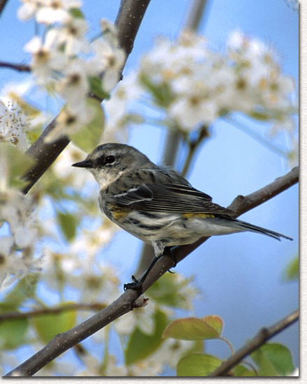 Yellow-rumped Warbler