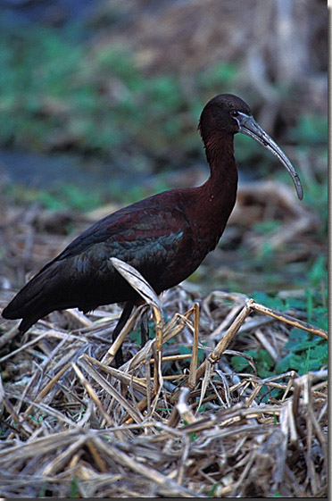 Glossy Ibis