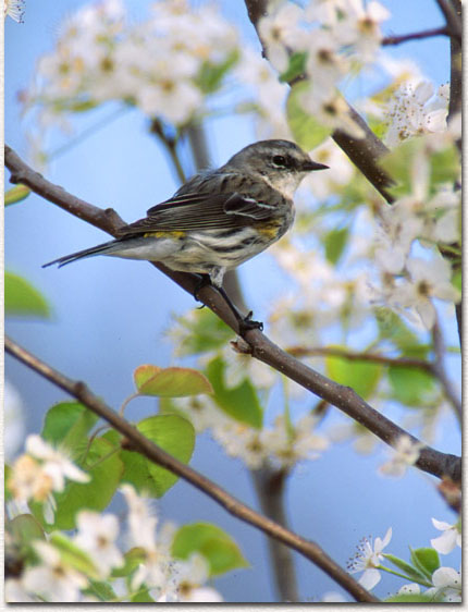 Return to basics of bird photography page