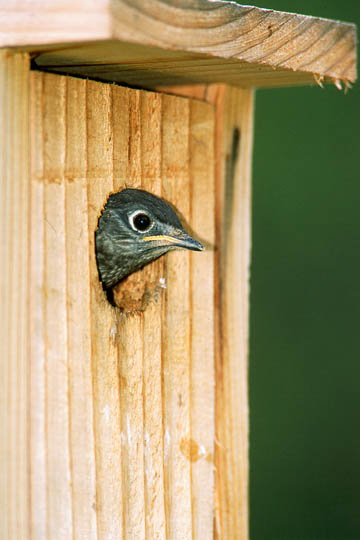 Return to Raising Bluebird Page