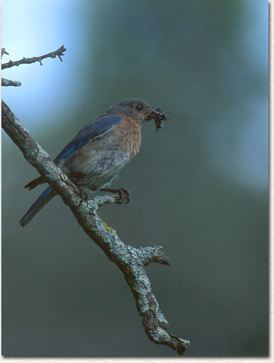 Return to Raising Bluebird Page