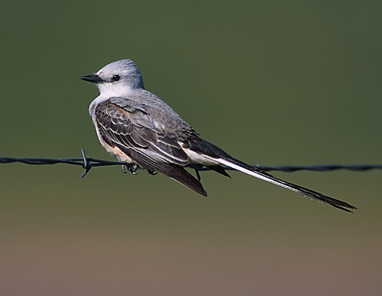 Scissor-tailed Flycatcher on fence