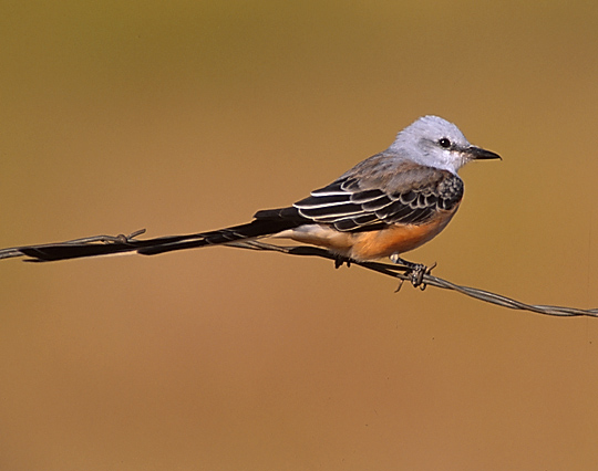 Scissortailed-Flycatcher on fence