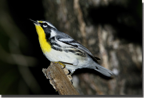 Yellow-throated Warbler